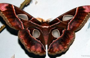 Mariposa Cuatro Espejos debe declararse especie protegida: investigador de la UAS