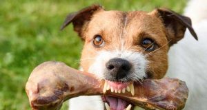 La amistad del perro se conoce cuando le quitas la comida