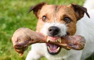 La amistad del perro se conoce cuando le quitas la comida