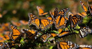 #Alerta: en riesgo migración de la Mariposa Monarca y su función polinizadora