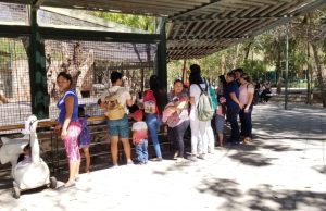 Invitan a niños y niñas a celebrar su día en el Zoo