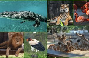 Zoo de Culiacán, lugar de conservación de especies endémicas