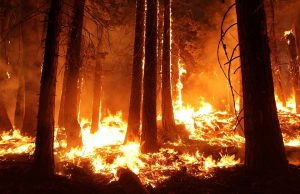 ¿Cómo prevenir incendios forestales?