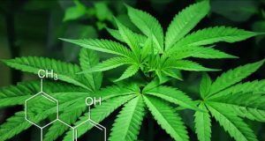 Pasado, presente y futuro de la marihuana