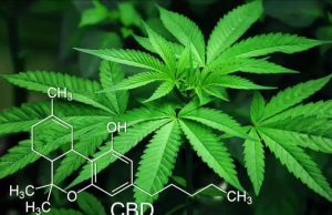 Pasado, presente y futuro de la marihuana