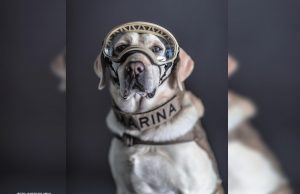 Se jubila Frida, luego de 10 años salvando vidas