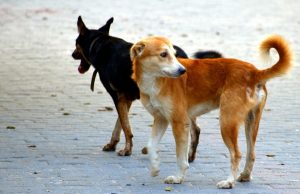 Estudiante mexicana desarrolla croquetas anticonceptivas para perros callejeros