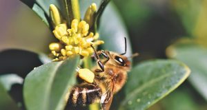 Auguran crisis alimentaria por ausencia de polinización