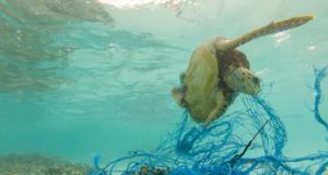 Especies marinas amenazadas por la contaminación y la sobre-explotación