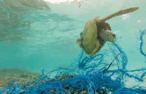 Especies marinas amenazadas por la contaminación y la sobre-explotación