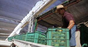 Sinaloa, primer lugar en crecimiento económico en el país