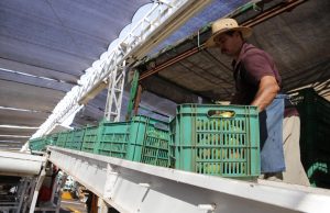 Sinaloa, primer lugar en crecimiento económico en el país