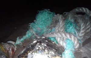 Rescatan biólogos de la UAS a tortuga en peligro de extinción