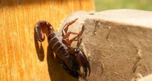 A cuidarse de alacranes, alimañas y víboras prieta…