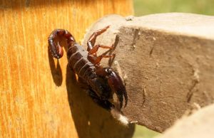 A cuidarse de alacranes, alimañas y víboras prieta…