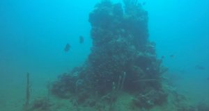 Descubren cinco nuevos arrecifes en el Golfo de México