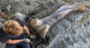 Paleontólogos franceses encuentran un hueso de dinosaurio de 2 metros de longitud y 500 kgs de peso