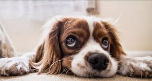 Perros interpretan emociones de sus dueños