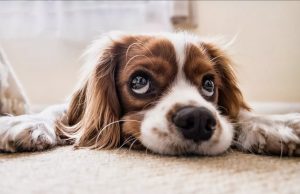 Perros interpretan emociones de sus dueños