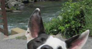 ¡Buenas noticias para los animalitos de El Marqués!