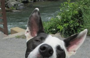 ¡Buenas noticias para los animalitos de El Marqués!