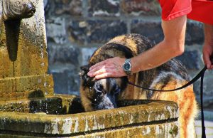 Cuida a tu mascota del golpe de calor, ellos también lo padecen