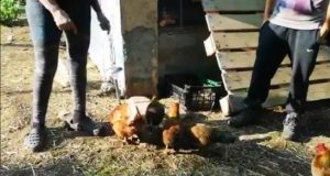 Veganos separan gallos de gallinas para que no abusen de ellas