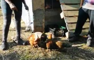 Veganos separan gallos de gallinas para que no abusen de ellas