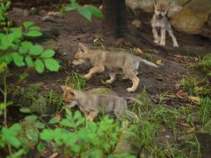¡Tú puedes elegir el nombre de lobitos mexicanos de Chapultepec!