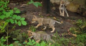 ¡Tú puedes elegir el nombre de lobitos mexicanos de Chapultepec!