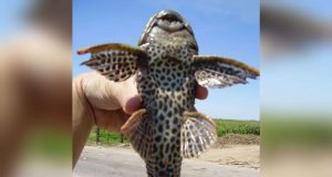 Pez diablo: una amenaza para la pesca y los ecosistemas en Sinaloa