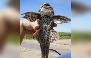 Pez diablo: una amenaza para la pesca y los ecosistemas en Sinaloa