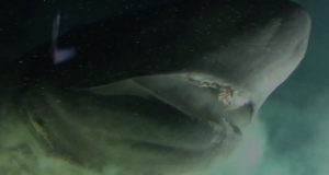 Capturan imagen de un tiburón incluso más antiguo que los dinosaurios