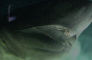 Capturan imagen de un tiburón incluso más antiguo que los dinosaurios