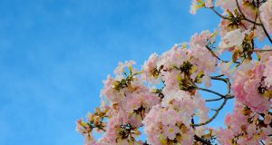 Trabaja investigador de Biología en la conservación de la amapa rosa y amarilla