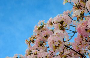 Este jueves y viernes, donarán en el kiosko de Catedral mil plantas regionales para reforestar