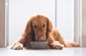 ¿Cómo hacer atractiva la comida de nuestro perro?