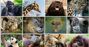 Hoy celebramos a los animales en el mundo