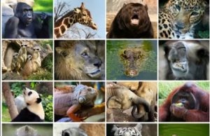 Hoy celebramos a los animales en el mundo