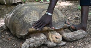 ¡Adiós Alagba! La tortuga africana de 344 años