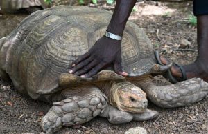 ¡Adiós Alagba! La tortuga africana de 344 años