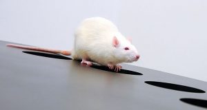 ¿Cuál es tu manera habitual de reaccionar al estrés?