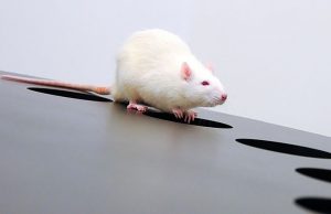 ¿Cuál es tu manera habitual de reaccionar al estrés?