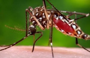 Dengue en México; AMLO dice que desconoce aumento de casos