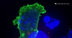 Un virus contra el cáncer; podría ser la clave para destruir células malignas