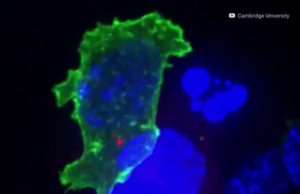 Un virus contra el cáncer; podría ser la clave para destruir células malignas