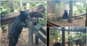 Rescata el zoológico a ‘oso negro’, especie en peligro de extinción