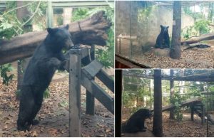 Rescata el zoológico a ‘oso negro’, especie en peligro de extinción