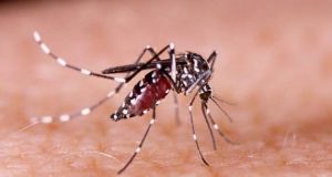 Piden no bajar la guardia contra el dengue