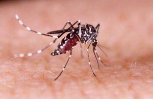 Piden no bajar la guardia contra el dengue